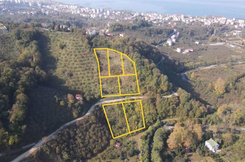 C21 UZMAN DAN VAKFIKEBIR DE 8881M2 SATILIK PROJELİK PARSELLER