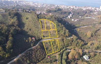 C21 UZMAN DAN VAKFIKEBIR DE 8881M2 SATILIK PROJELİK PARSELLER