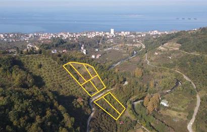 C21 UZMAN DAN VAKFIKEBIR DE 8881M2 SATILIK PROJELİK PARSELLER