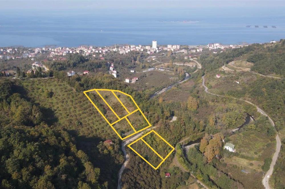 C21 UZMAN DAN VAKFIKEBIR DE 8881M2 SATILIK PROJELİK PARSELLER