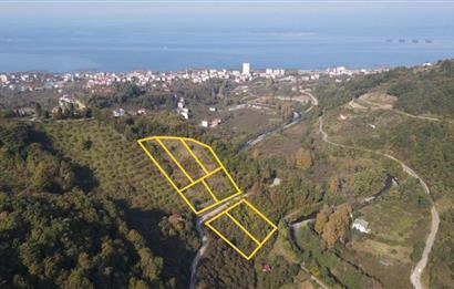 C21 UZMAN DAN VAKFIKEBIR DE 8881M2 SATILIK PROJELİK PARSELLER