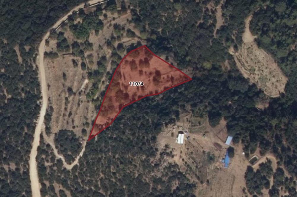 Aydın Nazilli 4757 m2 Satılık Bağ Nitekli Arazi