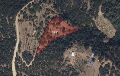 Aydın Nazilli 4757 m2 Satılık Bağ Nitekli Arazi