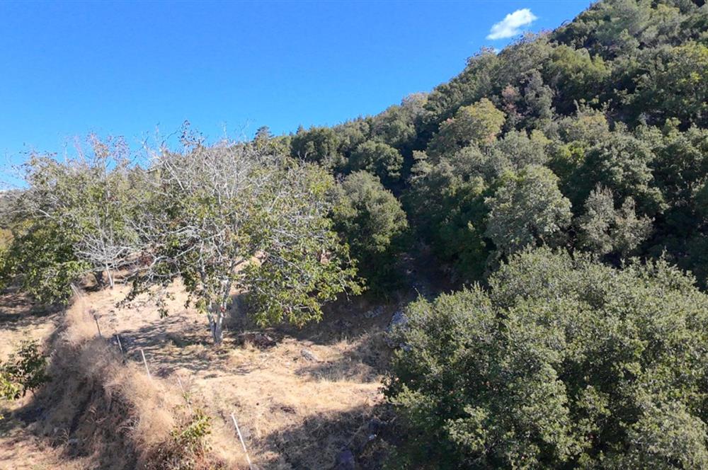 Aydın Nazilli 4757 m2 Satılık Bağ Nitekli Arazi