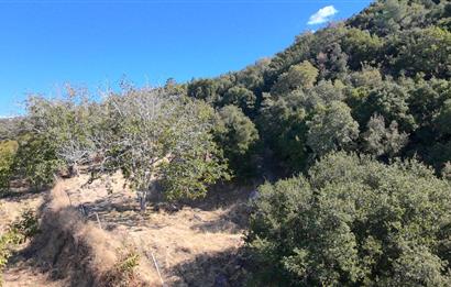 Aydın Nazilli 4757 m2 Satılık Bağ Nitekli Arazi