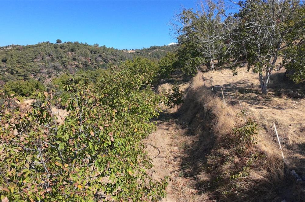 Aydın Nazilli 4757 m2 Satılık Bağ Nitekli Arazi