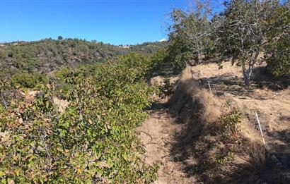 Aydın Nazilli 4757 m2 Satılık Bağ Nitekli Arazi