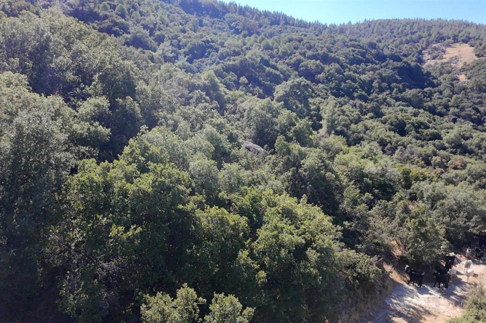 Aydın Nazilli 4757 m2 Satılık Bağ Nitekli Arazi