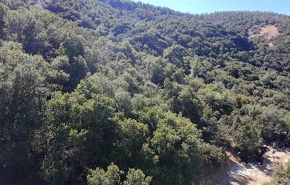 Aydın Nazilli 4757 m2 Satılık Bağ Nitekli Arazi