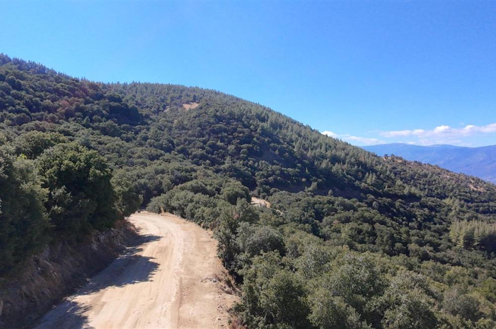 Aydın Nazilli 4757 m2 Satılık Bağ Nitekli Arazi