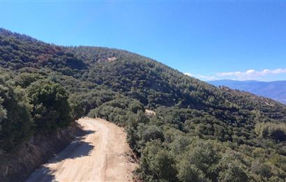 Aydın Nazilli 4757 m2 Satılık Bağ Nitekli Arazi