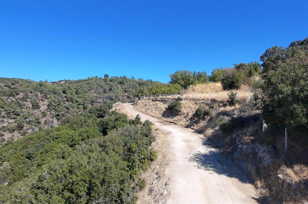 Aydın Nazilli 4757 m2 Satılık Bağ Nitekli Arazi