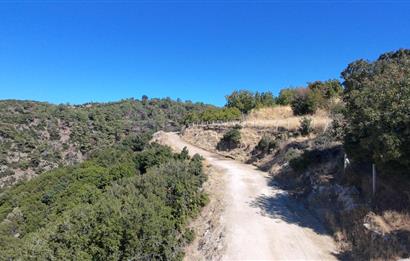 Aydın Nazilli 4757 m2 Satılık Bağ Nitekli Arazi