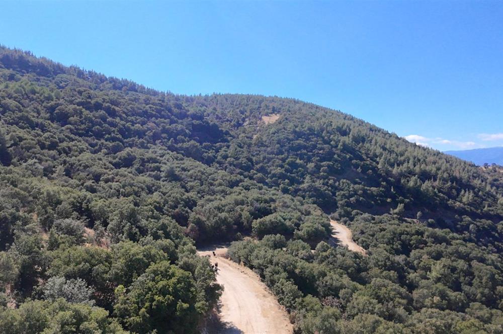 Aydın Nazilli 4757 m2 Satılık Bağ Nitekli Arazi