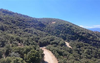 Aydın Nazilli 4757 m2 Satılık Bağ Nitekli Arazi