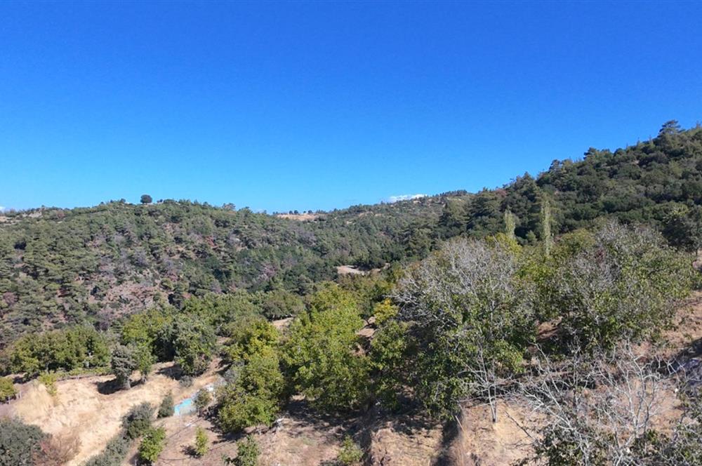 Aydın Nazilli 4757 m2 Satılık Bağ Nitekli Arazi