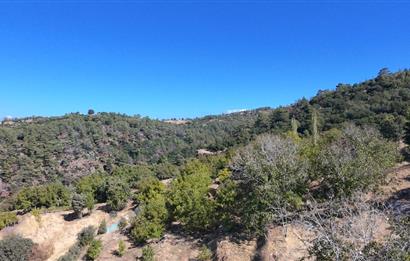 Aydın Nazilli 4757 m2 Satılık Bağ Nitekli Arazi