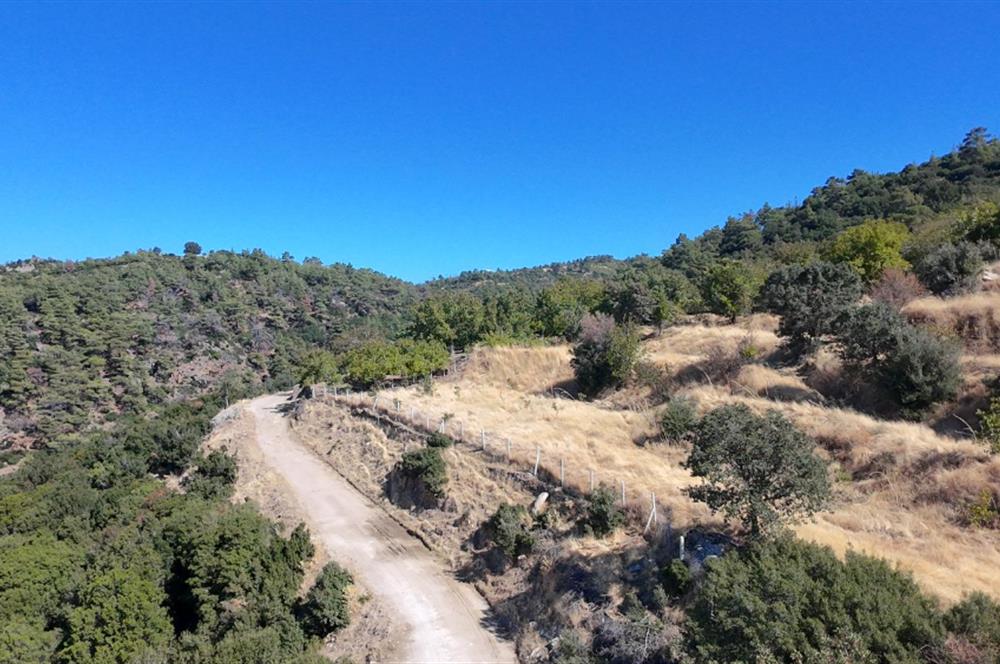 Aydın Nazilli 4757 m2 Satılık Bağ Nitekli Arazi