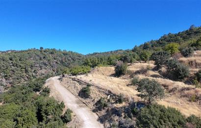 Aydın Nazilli 4757 m2 Satılık Bağ Nitekli Arazi