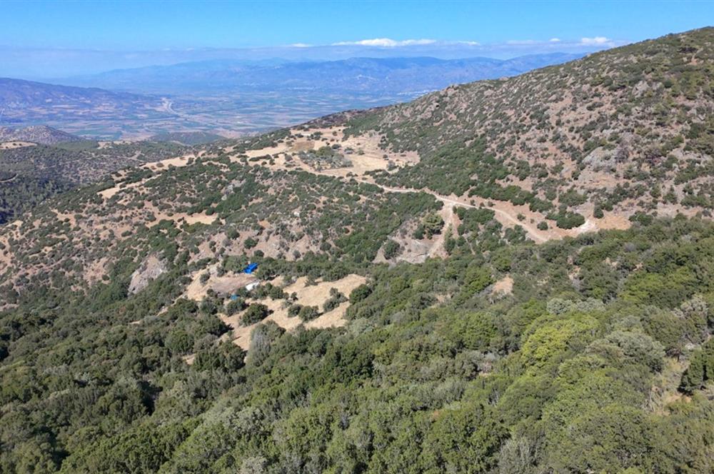 Aydın Nazilli 4757 m2 Satılık Bağ Nitekli Arazi