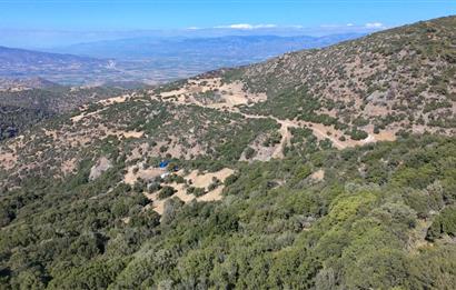 Aydın Nazilli 4757 m2 Satılık Bağ Nitekli Arazi