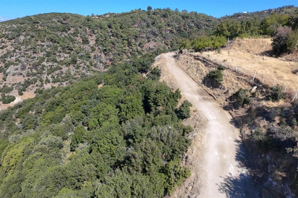 Aydın Nazilli 4757 m2 Satılık Bağ Nitekli Arazi