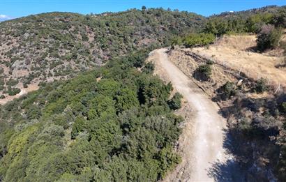 Aydın Nazilli 4757 m2 Satılık Bağ Nitekli Arazi