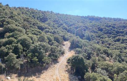 Aydın Nazilli 4757 m2 Satılık Bağ Nitekli Arazi