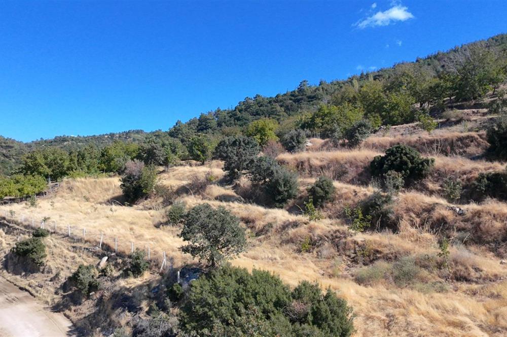 Aydın Nazilli 4757 m2 Satılık Bağ Nitekli Arazi