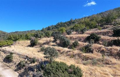 Aydın Nazilli 4757 m2 Satılık Bağ Nitekli Arazi