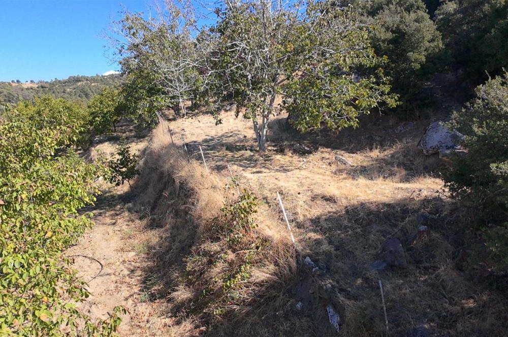 Aydın Nazilli 4757 m2 Satılık Bağ Nitekli Arazi