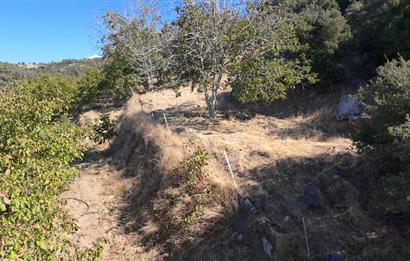 Aydın Nazilli 4757 m2 Satılık Bağ Nitekli Arazi