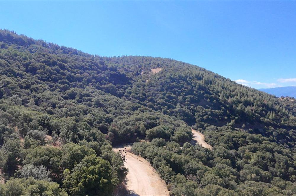 Aydın Nazilli 4757 m2 Satılık Bağ Nitekli Arazi