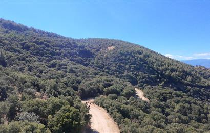 Aydın Nazilli 4757 m2 Satılık Bağ Nitekli Arazi