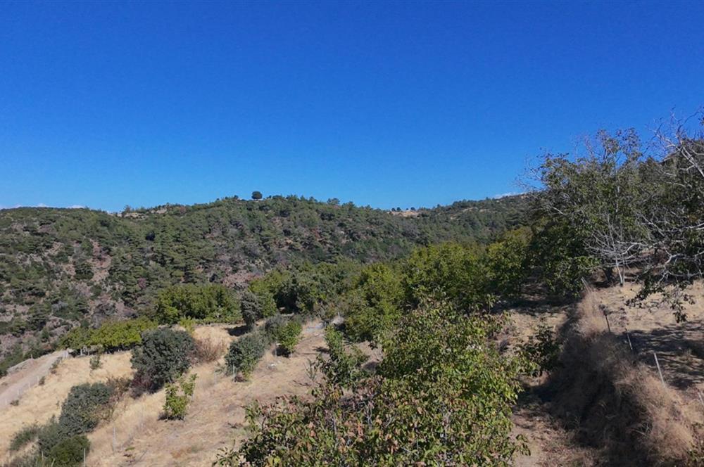 Aydın Nazilli 4757 m2 Satılık Bağ Nitekli Arazi