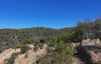 Aydın Nazilli 4757 m2 Satılık Bağ Nitekli Arazi