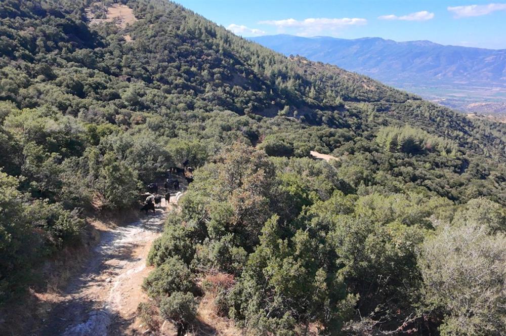 Aydın Nazilli 4757 m2 Satılık Bağ Nitekli Arazi