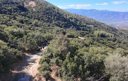 Aydın Nazilli 4757 m2 Satılık Bağ Nitekli Arazi