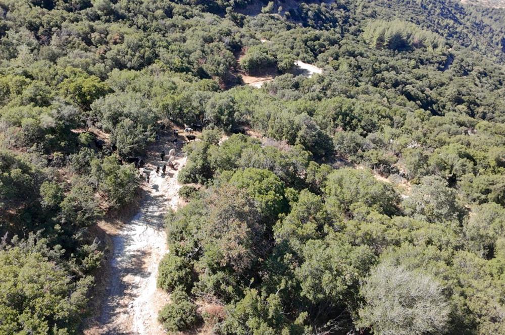 Aydın Nazilli 4757 m2 Satılık Bağ Nitekli Arazi