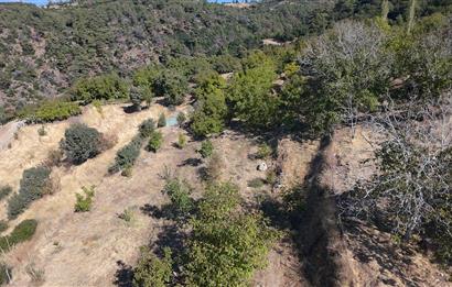 Aydın Nazilli 4757 m2 Satılık Bağ Nitekli Arazi