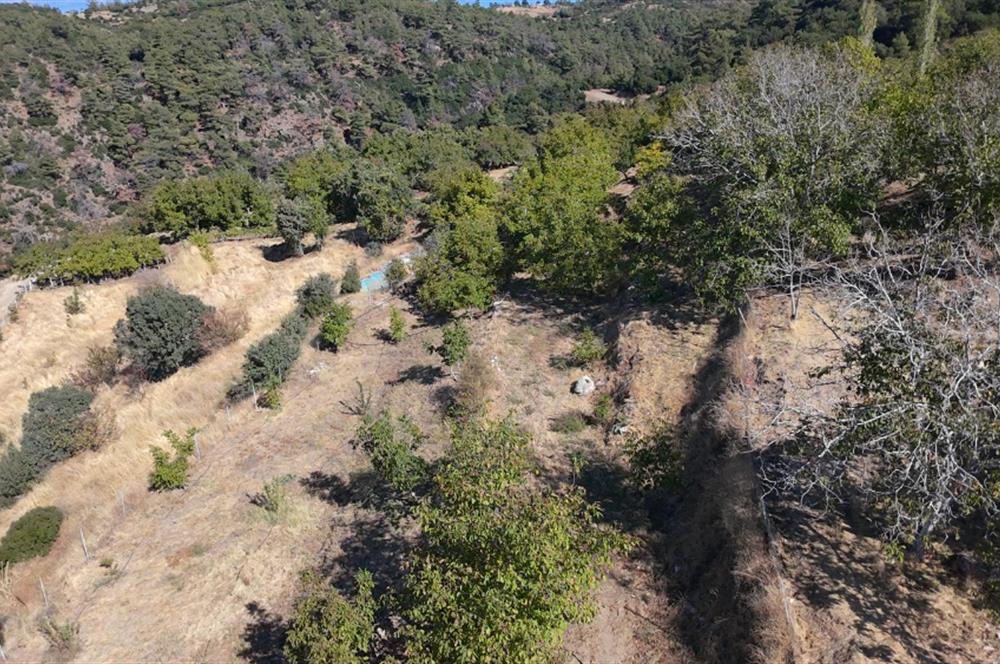 Aydın Nazilli 4757 m2 Satılık Bağ Nitekli Arazi