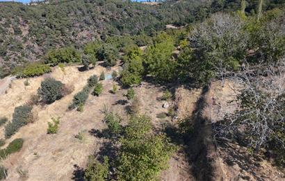 Aydın Nazilli 4757 m2 Satılık Bağ Nitekli Arazi