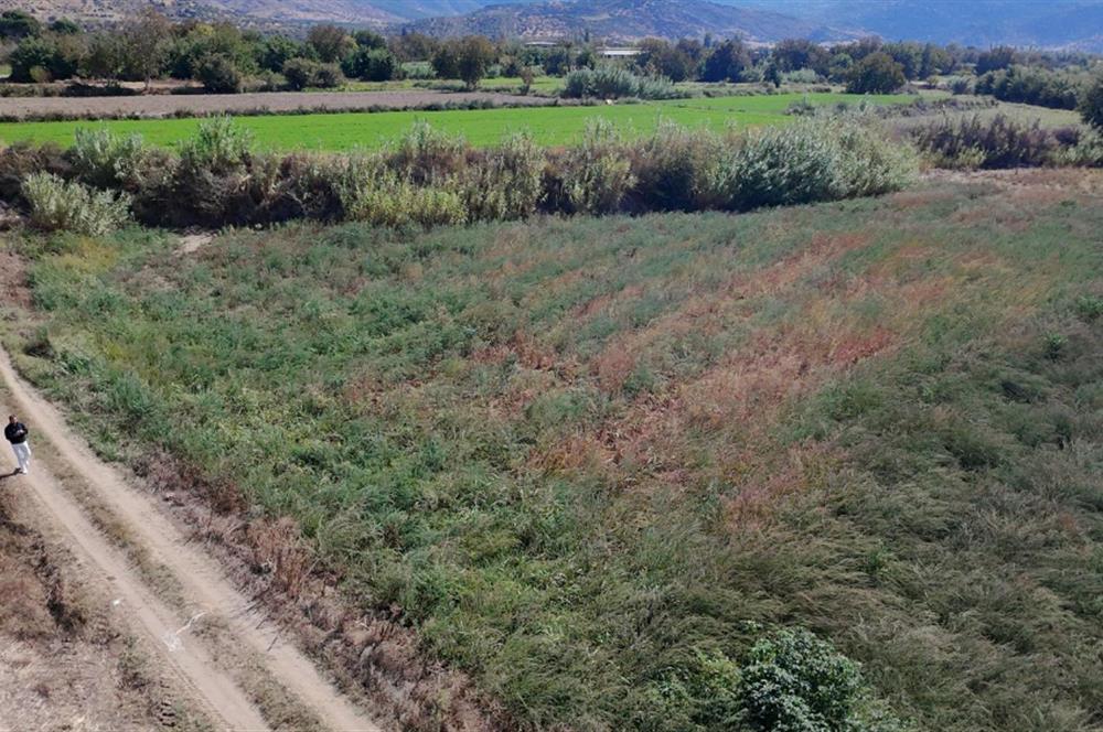 Aydın Nazilli Satılık 6.640 m2 Tarla