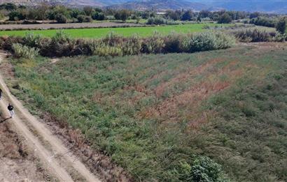 Aydın Nazilli Satılık 6.640 m2 Tarla