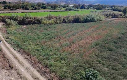 Aydın Nazilli Satılık 6.640 m2 Tarla