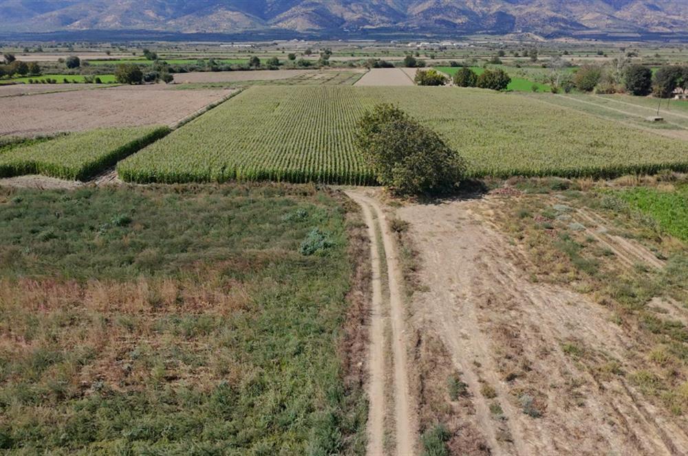 Aydın Nazilli Satılık 6.640 m2 Tarla