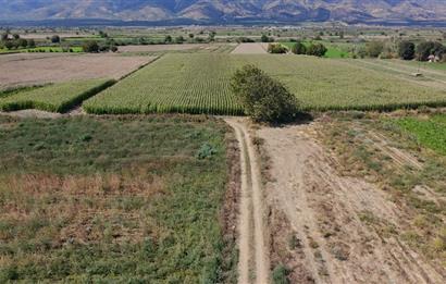 Aydın Nazilli Satılık 6.640 m2 Tarla