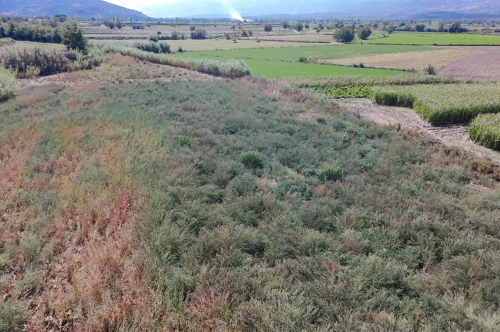 Aydın Nazilli Satılık 6.640 m2 Tarla