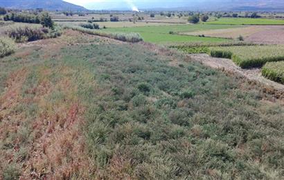 Aydın Nazilli Satılık 6.640 m2 Tarla