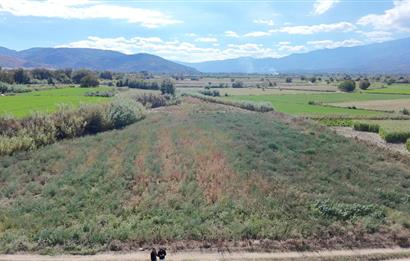 Aydın Nazilli Satılık 6.640 m2 Tarla